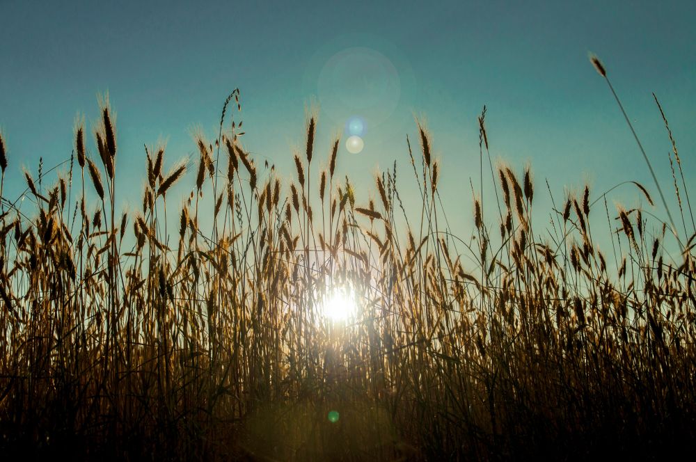 A sunset behind tall wheat