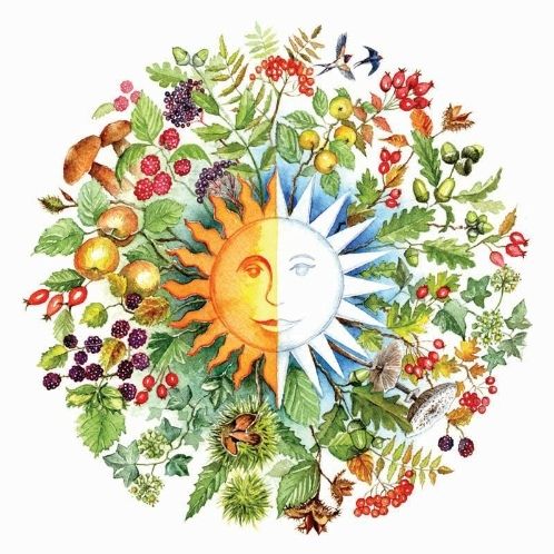 Illustration sun half gold half white with autumn plants around it