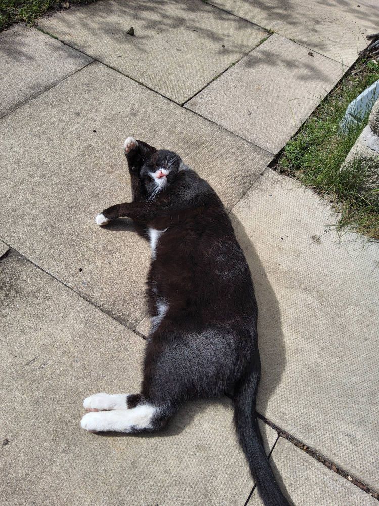 A black and white cat lay in the sun on some light flags