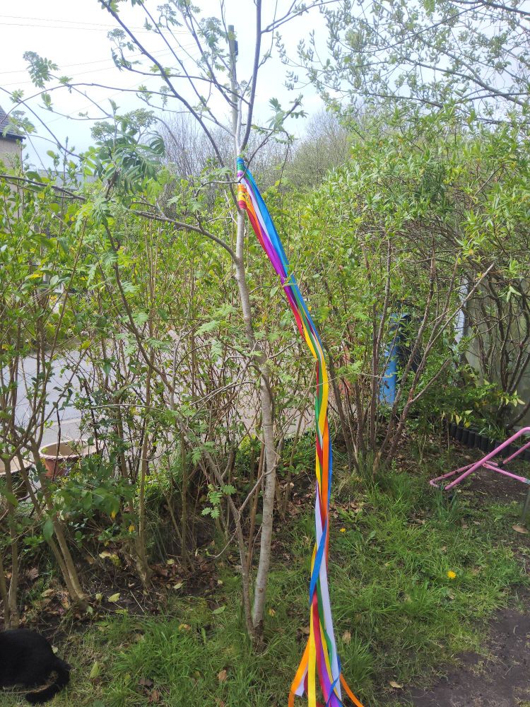 A Rowan tree with coloured ribbons tied on it