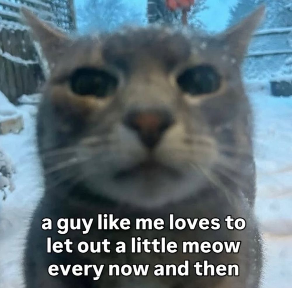 A picture of a cat with the caption "a guy like me loves to let out a little meow every now and then