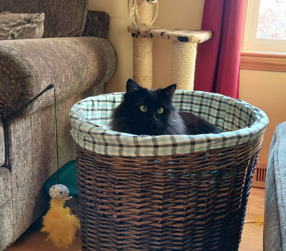 Black cat with gold eyes on a dark brown wicker hamper, taupe chair, red curtain, and a cat tree and window in background