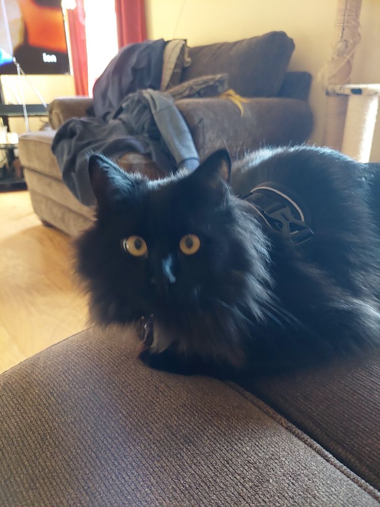 Black floofy kitteh with yellow gold eyes loafing on a taupe couch, yellow walls for contrast, big-ass chair in the background.