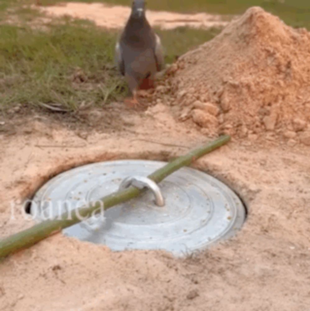 a pigeon is standing in the dirt near a manhole cover and a pile of dirt