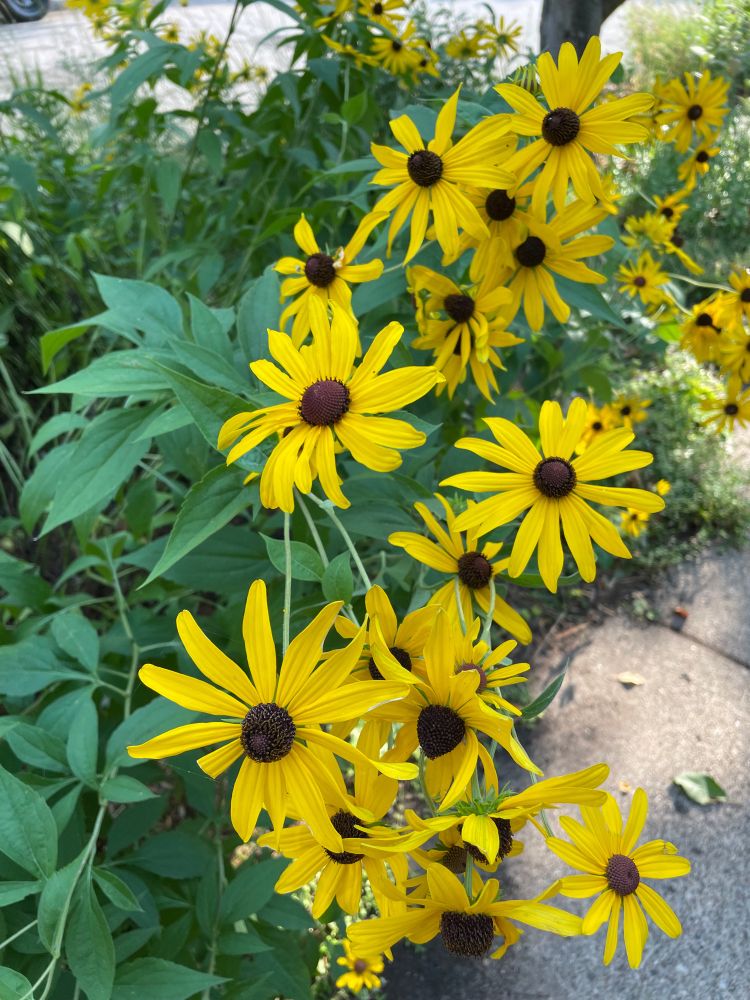 Black-eyed Susans back-lit by the late afternoon sun
