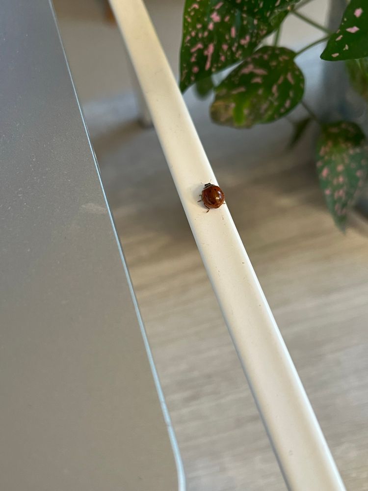Photo of a ladybug beside a laptop computer.