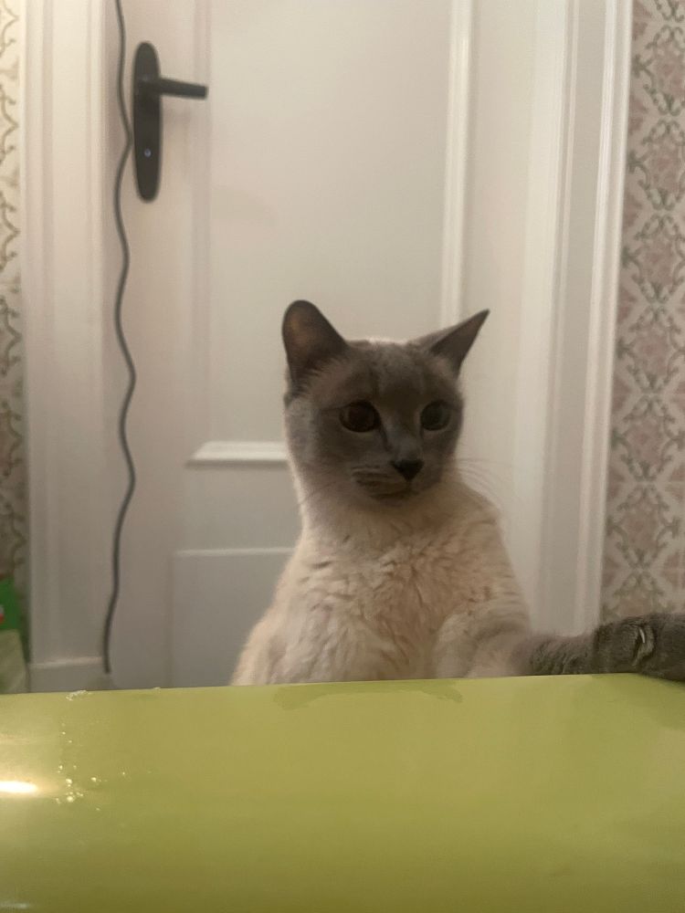 Weißgrauer Siamkater guckt über den Badewannenrand, er scheint entsetzt zurückzuprallen bei dem Anblick des Wassers. 