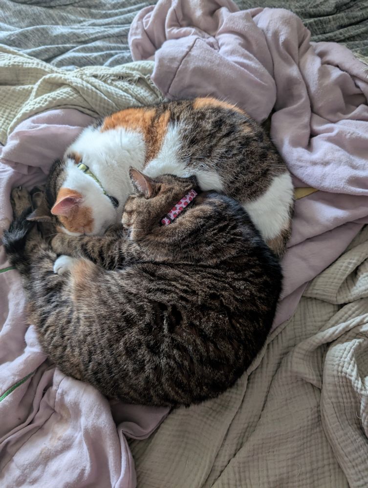 two cats, one calico and the other a tabby, sleep nestled against each other, forming an oval in sort of a yin-yang configuration 