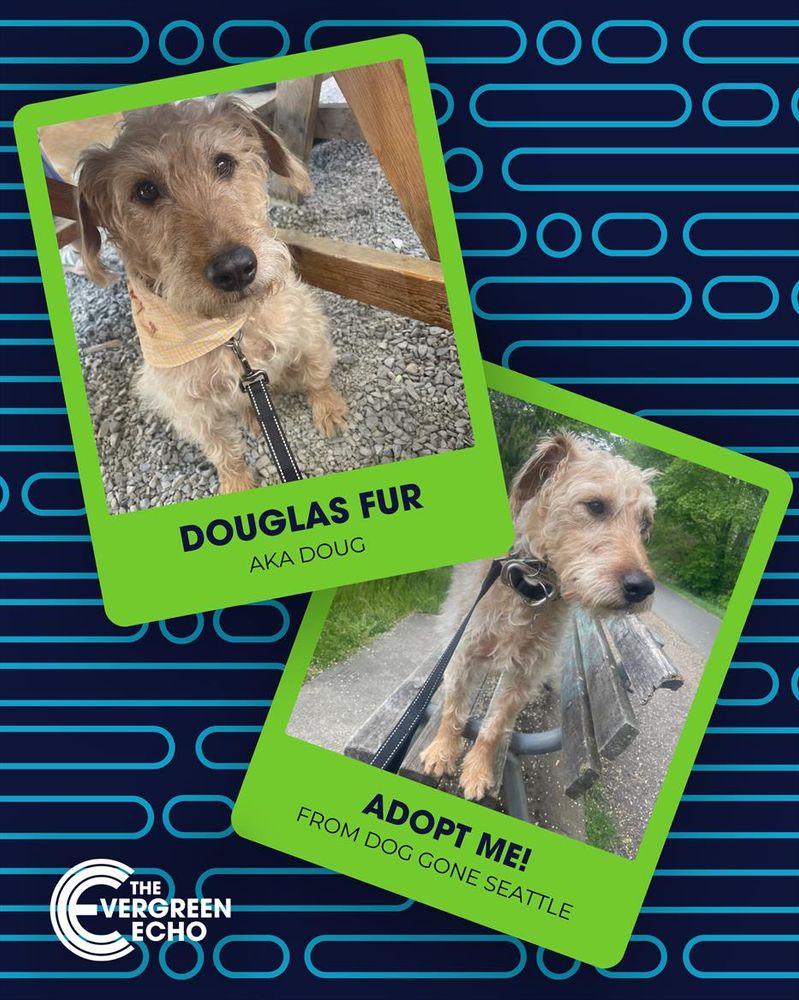 Douglas Fur AKA Doug. Adopt me from Dog Gone Seattle.

Pictured: Airedale Terrier / Mixed (medium coat) Medium Adult Male