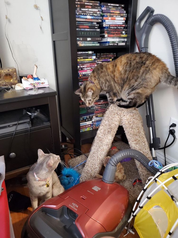 Meepis has the higher ground, she's on top of her scratching post looking down at Junebug