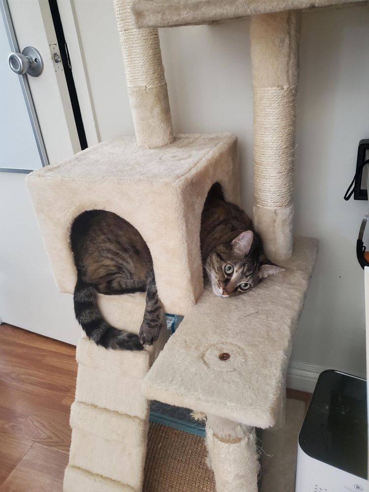 A cat in cat tree. Her tail is visible through one side of the little box shaped cubby hole inside the cat tree, whil her head is coming out the other side and leaning on the ledge. She is staring off into the distance as if in deep thought