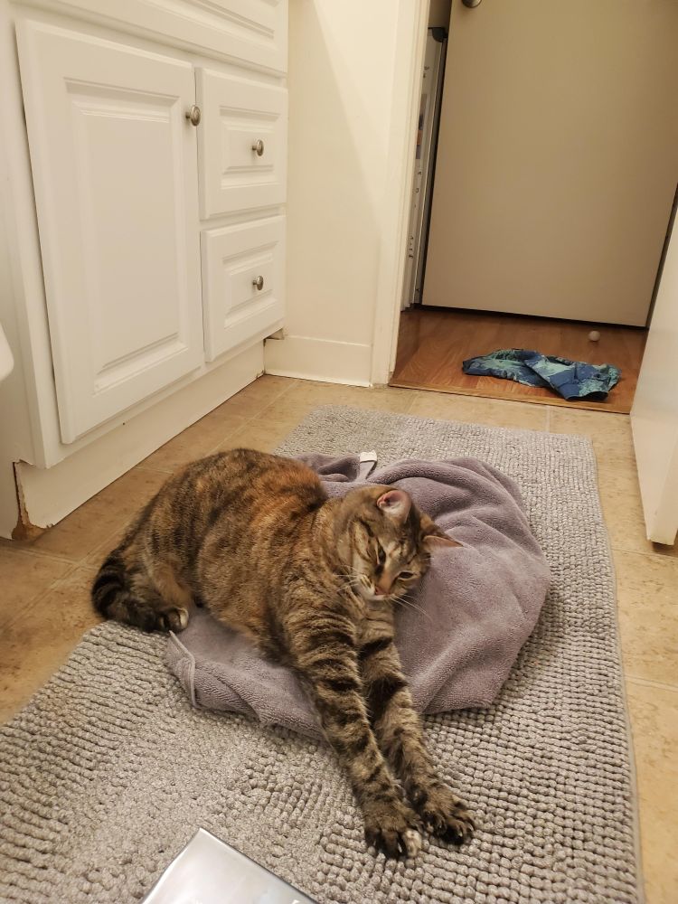 Meepis doing a big stretch