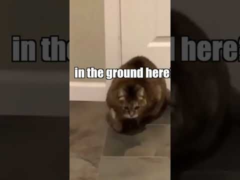 #cats #catsofinstagram #cat #catlover #catstagram #catlife #catlovers #pets #of #kitten #instacat