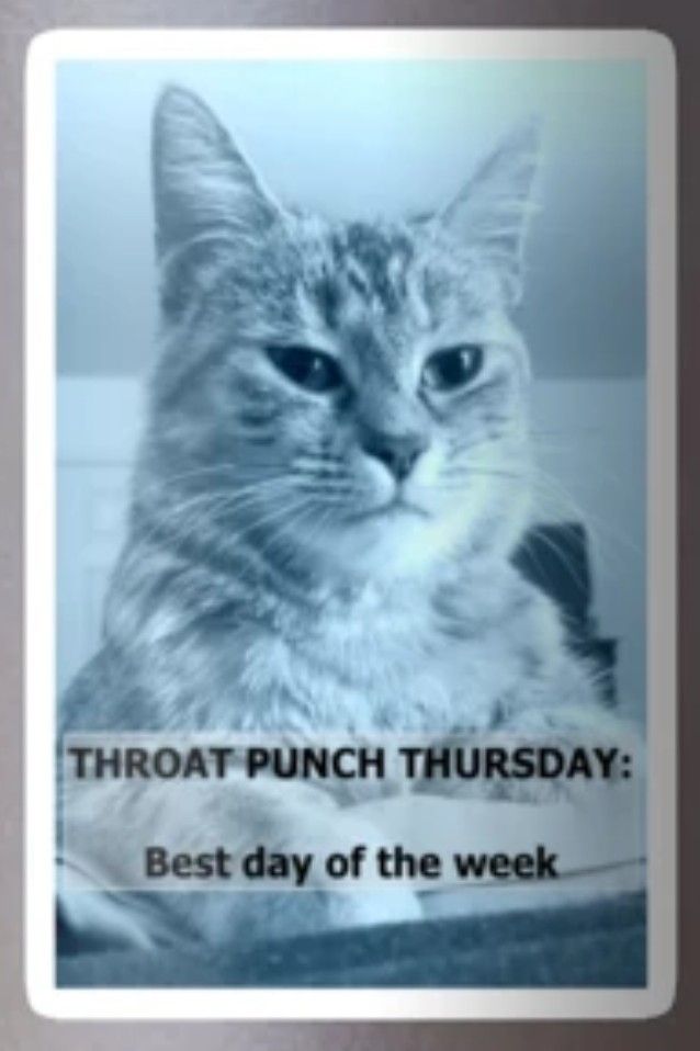 Throat punch Thursday is best day of the week cat pic