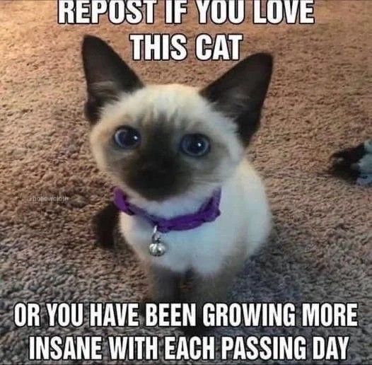 Repost if you love this cat or have been growing more insane with each passing day. Cute young Siamese cat 