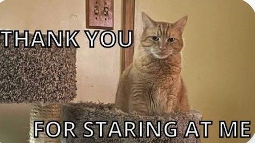 Thank you for staring at me orange cat
