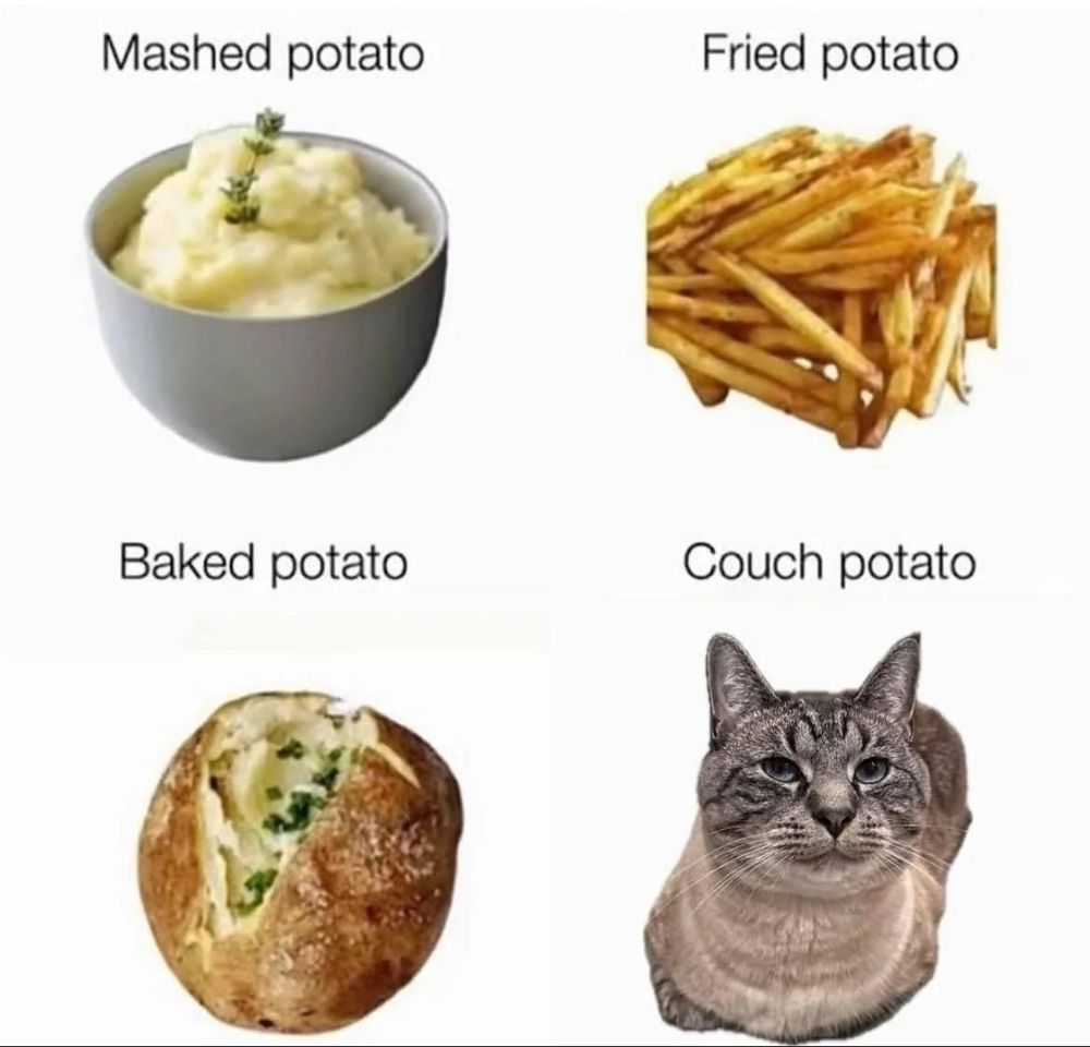 Mashed potato, fried potato, baked potato, couch potato cat