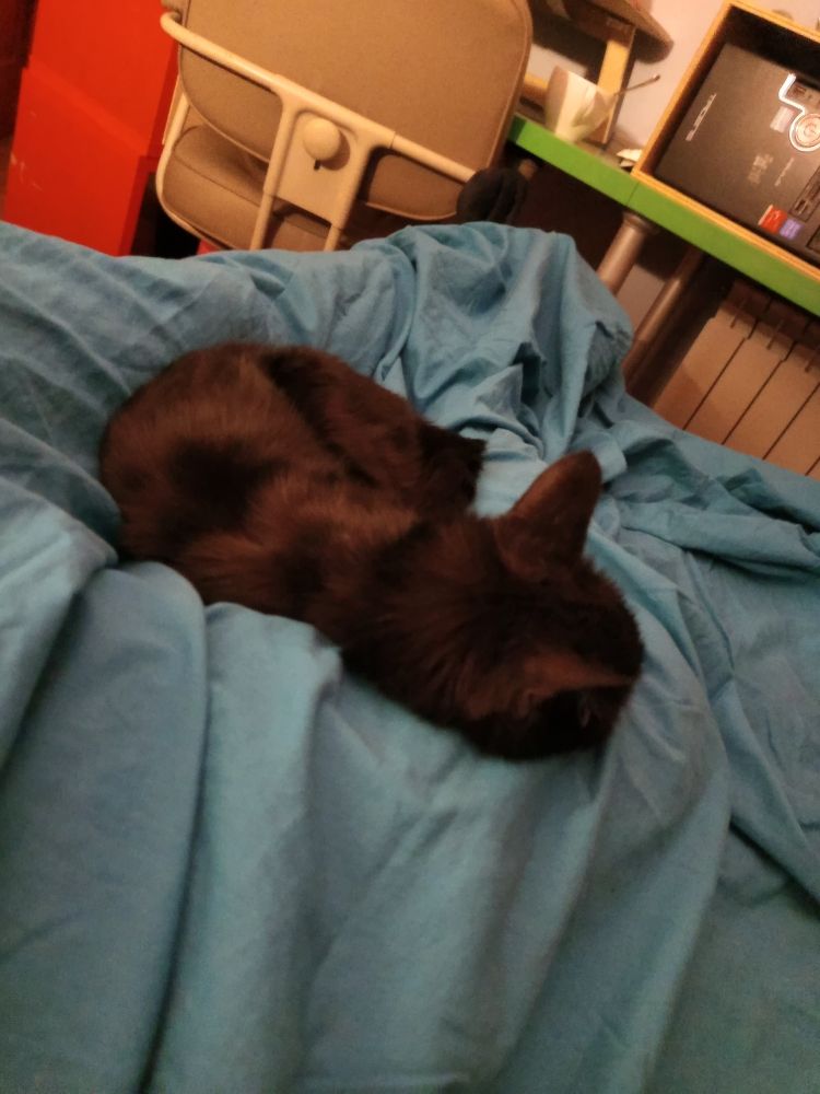 Un gato negro durmiendo plácidamente entre mis piernas, con la cabeza apoyada en mi pierna, sobre una sabana azul qyne está tapando.