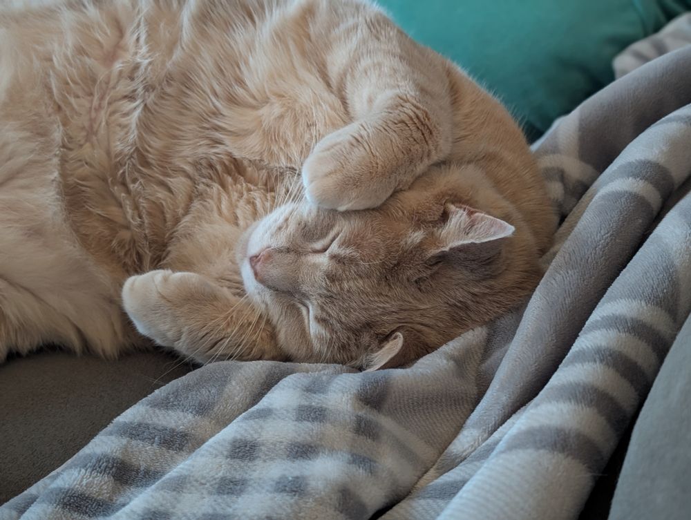 Sleepy orange guy