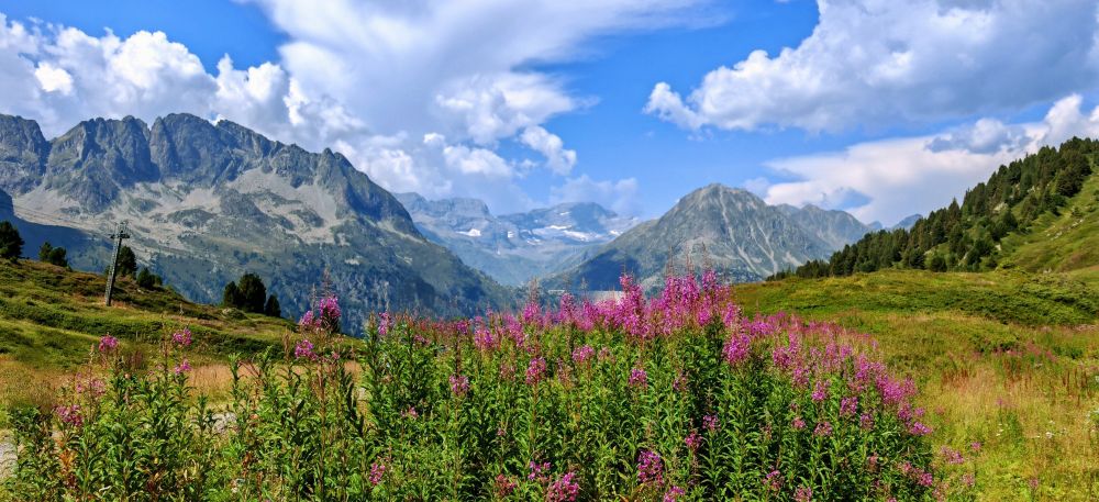 Das Bild zeigt eine malerische Alpenlandschaft mit imposanten Bergen, grünen Wiesen und leuchtend rosa Wildblumen im Vordergrund, während sich dramatische Gipfel unter einem wolkenverhangenen Himmel erstrecken. Die idyllische Szenerie mit den blühenden Pflanzen und der majestätischen Bergkulisse vermittelt die perfekte Ruhe der Natur - bis man realisiert, dass man für solche Aussichten erst einmal stundenlang bergauf keuchen muss.