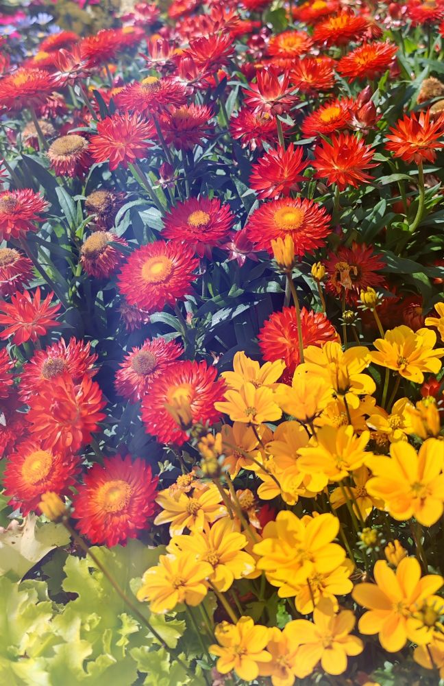 This explosion of vivid pink, orange, red, and yellow blooms creates a visual cacophony that perfectly contradicts the peaceful Sunday morning it's meant to celebrate. The strawflowers and cosmos compete in a riot of color so intense it practically demands you abandon any plans for a quiet, restful day.
Diese Explosion leuchtender pink-, orange-, rot- und gelbfarbener Blüten erzeugt eine visuelle Kakophonie, die dem friedlichen Sonntagmorgen, den sie feiern soll, perfekt widerspricht. Die Strohblumen und Cosmeen wetteifern in einem Farbrausch, der so intensiv ist, dass er praktisch verlangt, alle Pläne für einen ruhigen, erholsamen Tag aufzugeben.