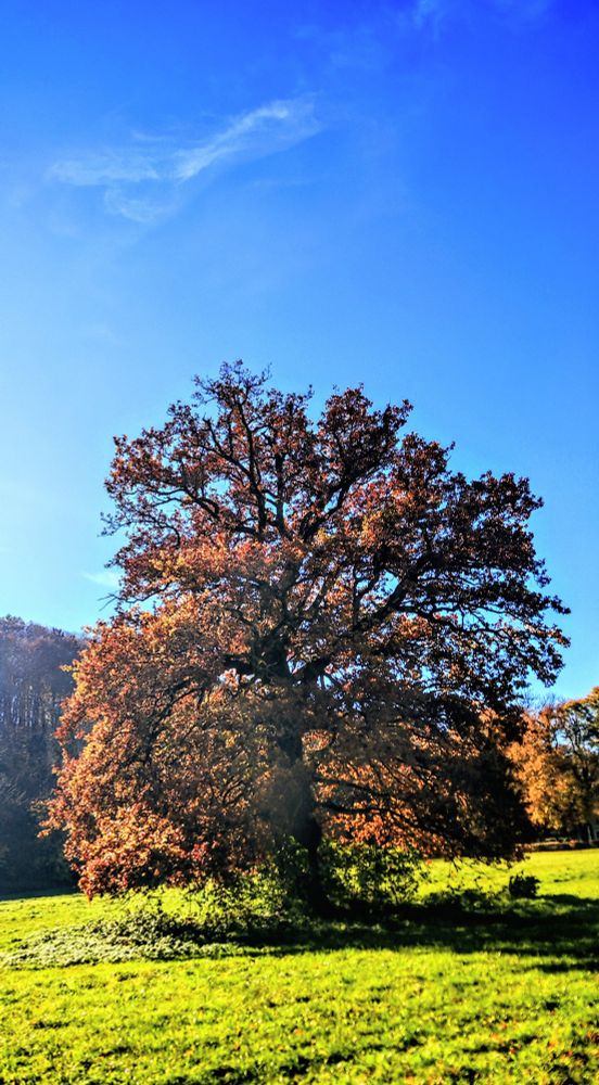 A majestic oak tree displays its autumn glory in burnished copper and russet tones, standing alone in a sunlit meadow as if it hasn't heard that Thursday is supposedly the most forgettable day of the week. The crystalline blue sky and golden morning light conspire to make this ordinary weekday look suspiciously like paradise.

Eine majestätische Eiche zeigt ihre Herbstpracht in kupfernen und rostbraunen Tönen und steht einsam auf einer sonnenbeschienenen Wiese, als hätte sie nicht gehört, dass der Donnerstag angeblich der vergesslichste Wochentag ist. Der kristallklare blaue Himmel und das goldene Morgenlicht verschwören sich, um diesen gewöhnlichen Wochentag verdächtig nach Paradies aussehen zu lassen.