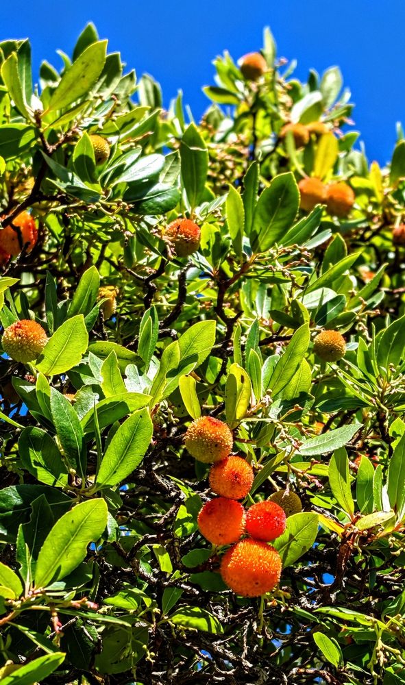 While you're dragging yourself into another week, this cheerful strawberry tree (Arbutus) is absolutely thriving under the perfect blue sky, flaunting its glossy leaves and colorful fruits like an overachiever who actually enjoyed their weekend. Nature apparently didn't get the memo about Monday blues.

Während du dich mühsam in eine neue Woche schleppst, gedeiht dieser fröhliche Erdbeerbaum (Arbutus) prächtig unter dem perfekten blauen Himmel und präsentiert seine glänzenden Blätter und bunten Früchte wie ein Streber, der sein Wochenende tatsächlich genossen hat. Die Natur hat anscheinend nichts vom Montagsblues mitbekommen.