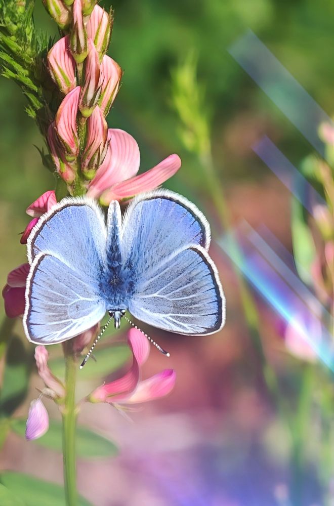 Ein zarter blauer Schmetterling hat sich elegant auf einer rosa Blüte niedergelassen und posiert dabei so perfekt, als wüsste er genau, wie fotogen er ist. Die Szene wirkt wie ein Naturkalender-Motiv, bei dem sowohl Schmetterling als auch Blume um die Aufmerksamkeit des Betrachters wetteifern.