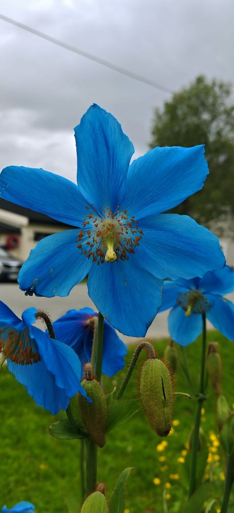 Diese leuchtend blauen Tibet-Scheinmohn-Blüten posieren mit ihren sechs samtigen Blütenblättern und orangefarbenen Staubgefäßen wie perfekte Instagram-Models vor der Kamera, während ihre pelzigen grünen Knospen noch schüchtern im Hintergrund warten. Mit diesem strahlenden Himmelblau machen sie jeden anderen Gartenstar neidisch und beweisen, dass man auch ohne Filter absolut blendend aussehen kann.