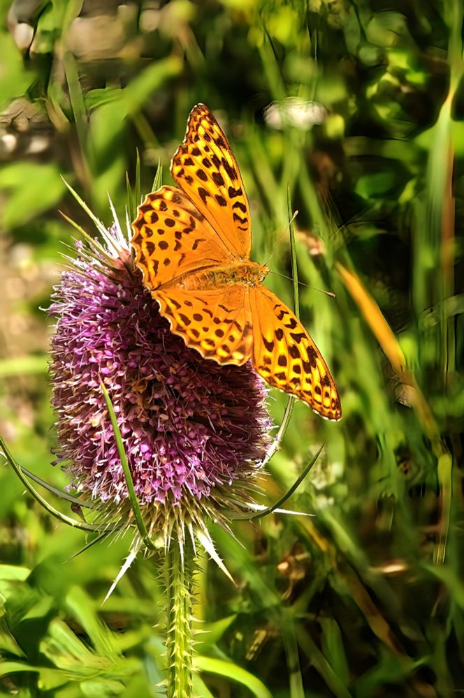 A vibrant orange butterfly with black spotted wings delicately feeds on a spiky purple thistle flower, surrounded by lush green vegetation in golden sunlight. The scene captures a perfect moment of natural harmony as the delicate creature navigates the plant's intimidating thorns to reach its sweet reward.

Ein leuchtend oranger Schmetterling mit schwarz gepunkteten Flügeln nährt sich zart von einer stacheligen violetten Distelblüte, umgeben von üppiger grüner Vegetation im goldenen Sonnenlicht. Die Szene fängt einen perfekten Moment natürlicher Harmonie ein, während das zarte Geschöpf die einschüchternden Dornen der Pflanze umgeht, um seine süße Belohnung zu erreichen.