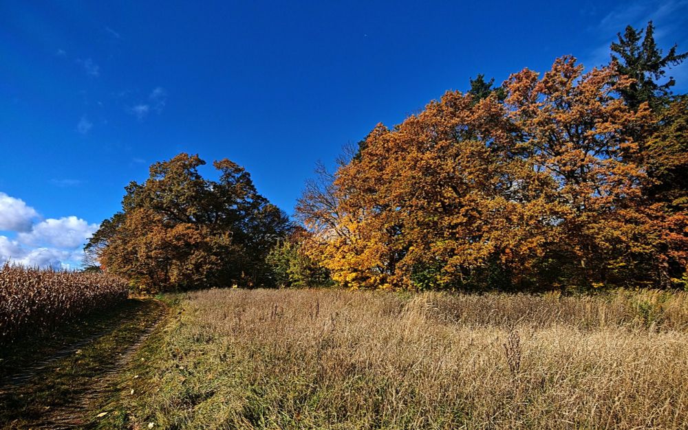 A field of dried, golden grasses basks in autumnal glory beneath a cheerfully blue sky, as if trying to convince itself that Tuesday morning is actually exciting. The trees display their burnt orange foliage like nature's participation trophy for making it through another Monday.

Ein Feld aus vertrockneten, goldenen Gräsern sonnt sich in herbstlicher Pracht unter einem fröhlich blauen Himmel, als würde es versuchen, sich selbst davon zu überzeugen, dass der Dienstagmorgen tatsächlich aufregend ist. Die Bäume präsentieren ihr orangebraunes Laub wie Mutters Teilnahme-Trophäe dafür, dass man es durch einen weiteren Montag geschafft hat.
