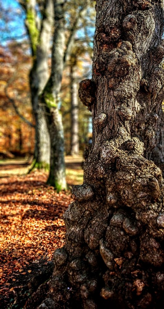 This gnarled tree trunk, covered in bumpy burls and twisted bark, stands like a grumpy forest dweller who definitely didn't want to wake up this Tuesday morning. The autumn leaves scattered below and the soft morning light filtering through the birch trees in the background capture that familiar Tuesday feeling – we're all up, but are we really ready for this?

Dieser knorrige Baumstamm mit seinen knubbeligen Wucherungen und der verdrehten Rinde steht da wie ein mürrischer Waldbewohner, der an diesem Dienstagmorgen definitiv nicht aufstehen wollte. Die herbstlichen Blätter am Boden und das sanfte Morgenlicht, das durch die Birken im Hintergrund fällt, fangen dieses vertraute Dienstagsgefühl ein – wir sind alle wach, aber sind wir wirklich bereit dafür?