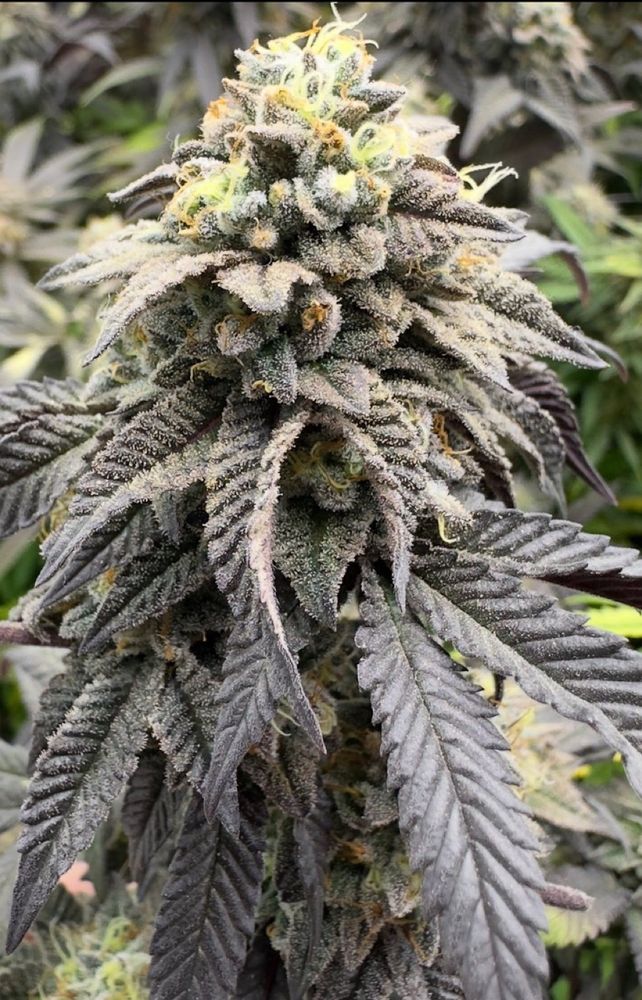 Gelato#41 | Moonrockonlineshop 