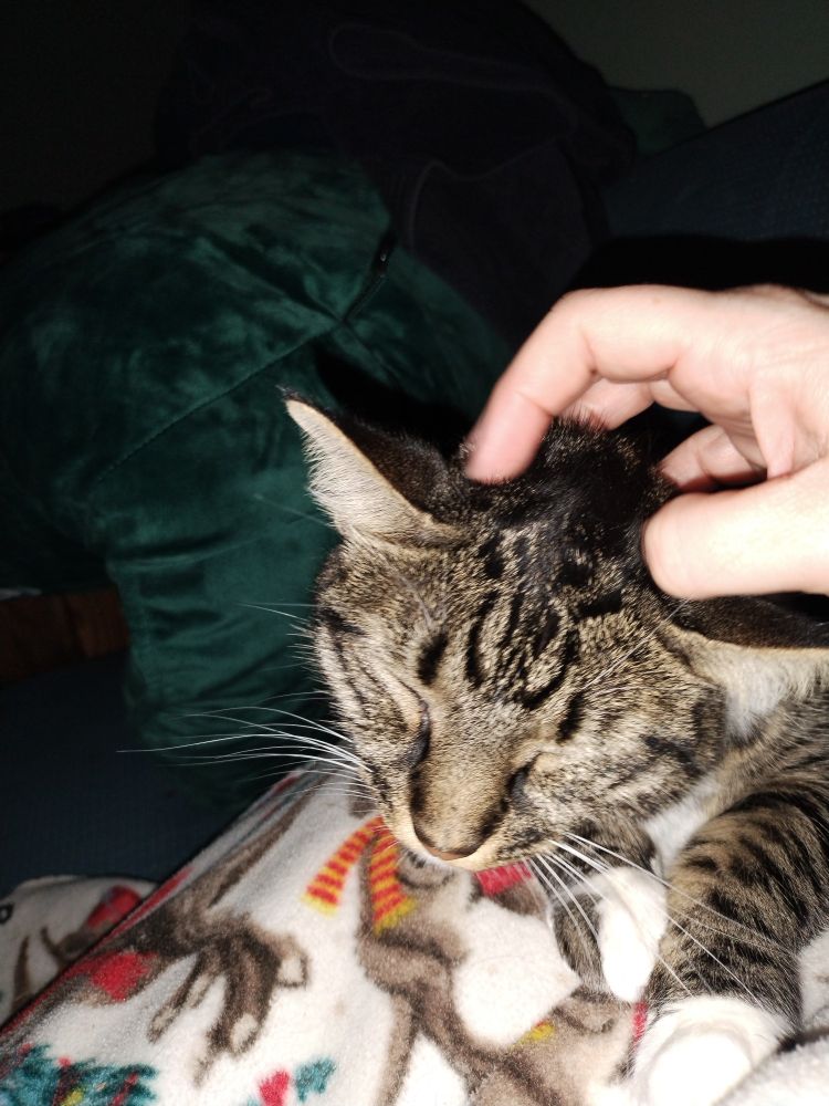 Tiger striped cat with eyes closed, getting scritches.