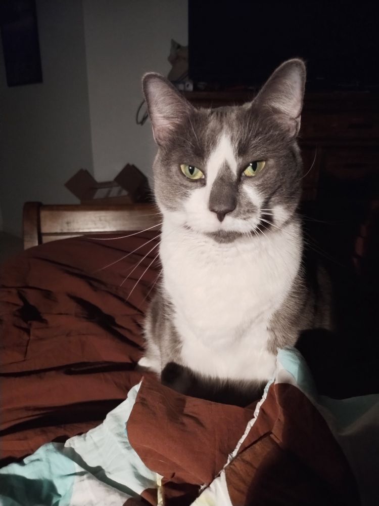 Silver cat with white chest and nose, sitting upright and looking into the camera.