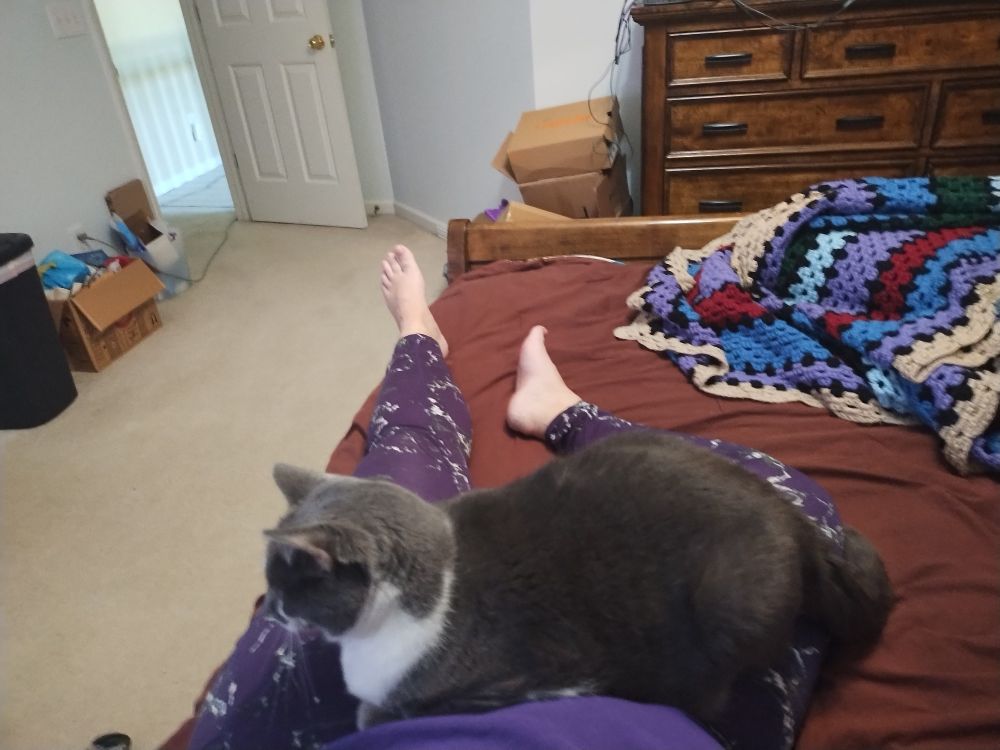 Legs wearing purple leggings lying on a bed with brown bedspread. Fluffy grey cat plopped directly on lap.