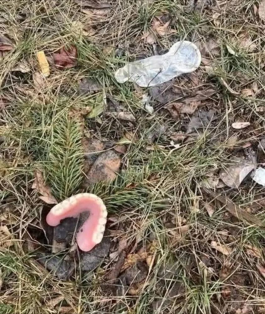 A small patch of grass covered in leaf litter, and topped with someone's lower denture and a presumably used condom.