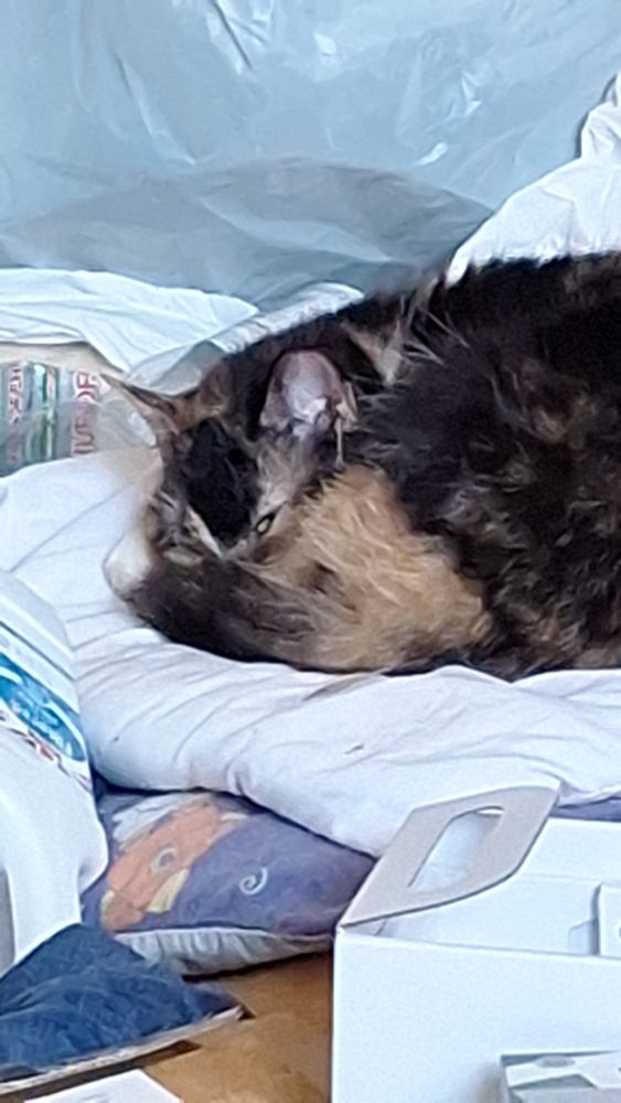 A large tabby cat pretending to sleep