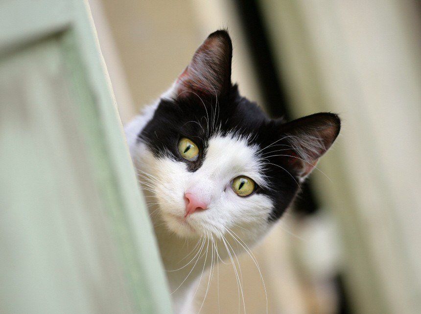 Das Foto zeigt den Kopf einer schwarzweißen Katze