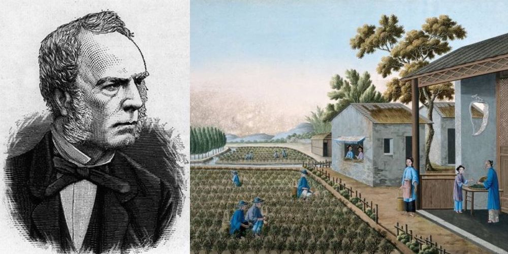 Links: Der schottische Botaniker Robert Fortune. Rechts: Gemälde eines Teefeldes in China.