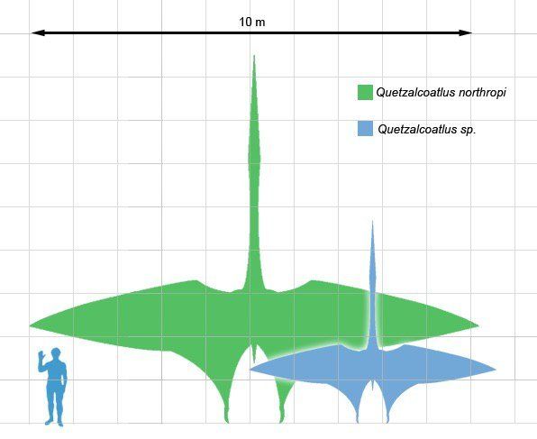 Diagramm, das die Größenverhältnisse von zwei Quetzalcoatlus-Arten zeigt. Die größere Art ist in grün dargestellt und hat eine Spannweite von 10 Metern. Neben der grünen Darstellung steht eine blaue, kleinere Variation. Am linken Rand des Diagramms befindet sich eine Silhouette eines Menschen, die als Größenreferenz dient. Der Hintergrund ist in einem Rastermuster gestaltet.