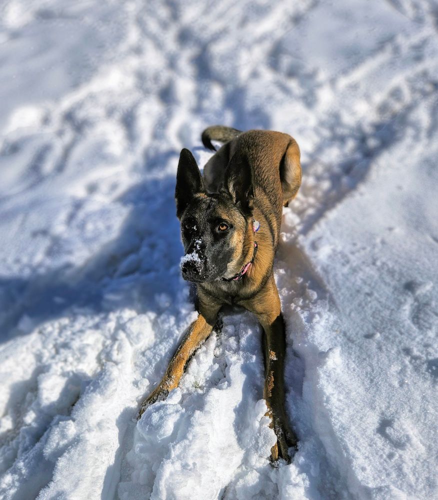 Gorgeous Belgian malinois laying in the snow with snow on her nose
