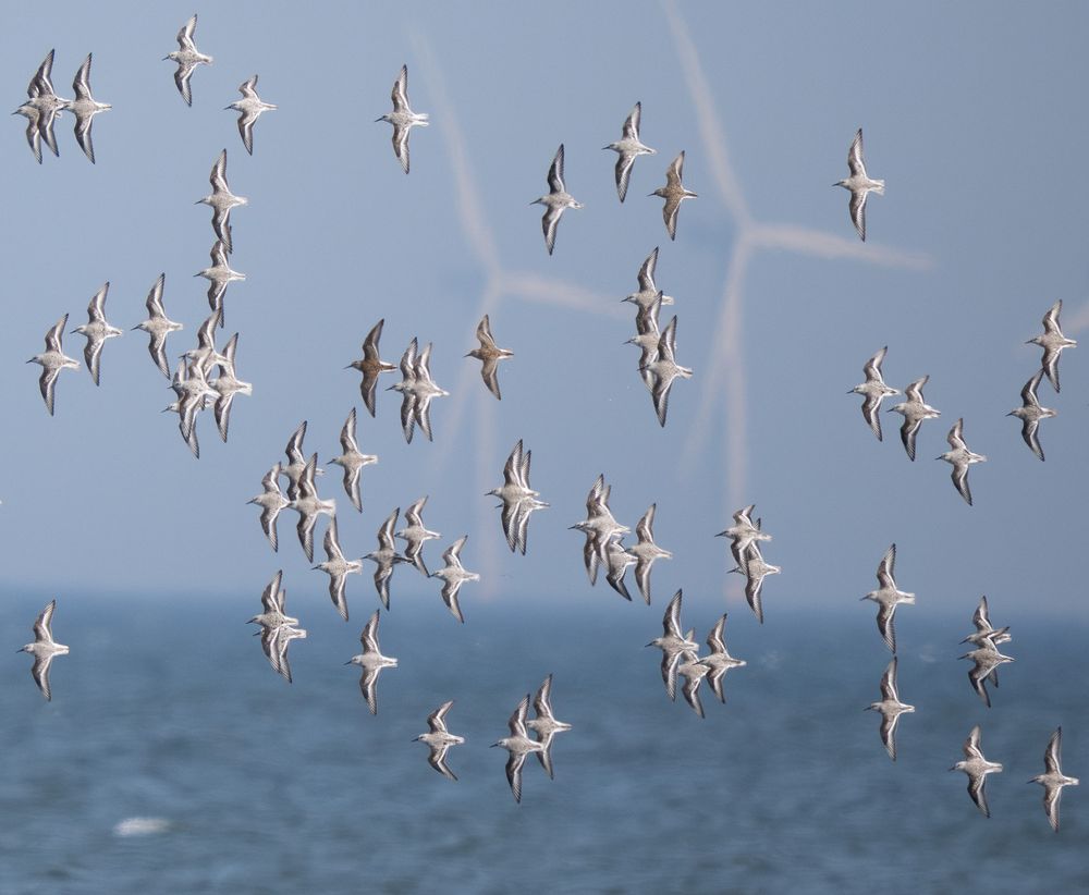 Part of the Sanderling flock - including three Dunlin