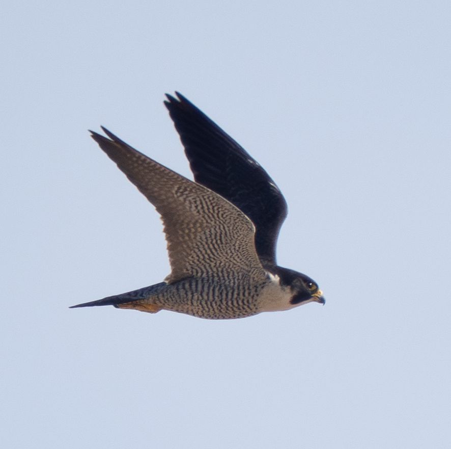 Peregrine Falcon