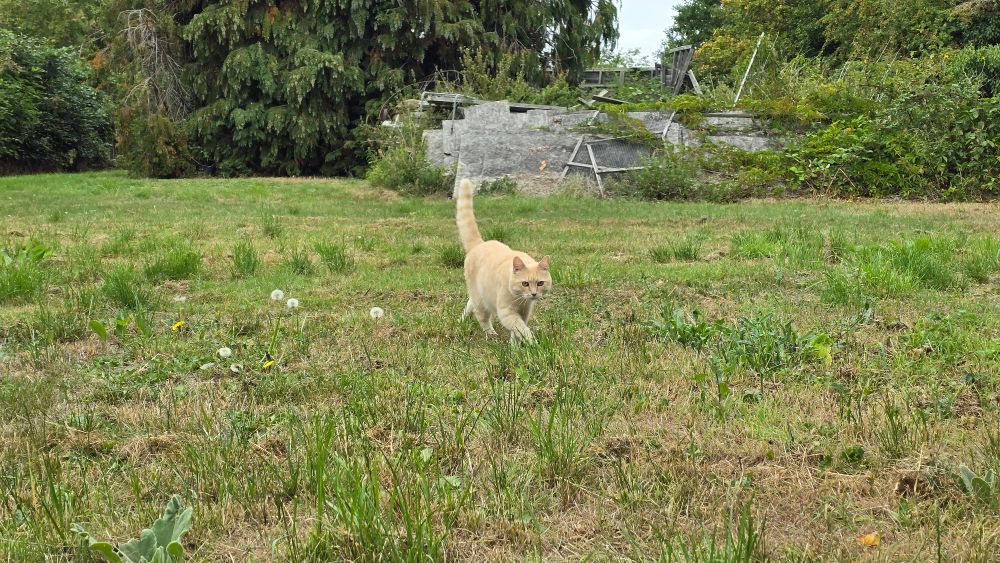 A milky-ginger cat walking toward the camera with his tail pointing up in a slightly meadowy field, with trees, brambles, and some old fallen fences in the background