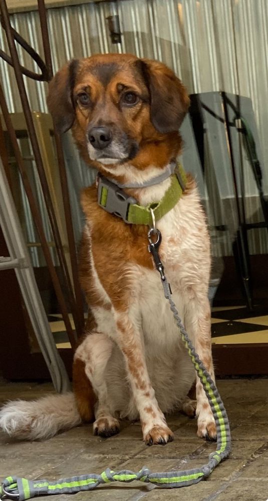 Firulais molándolo todo en la puerta de La Miguería esperando a que pidamos de comer por si se nos cae algo