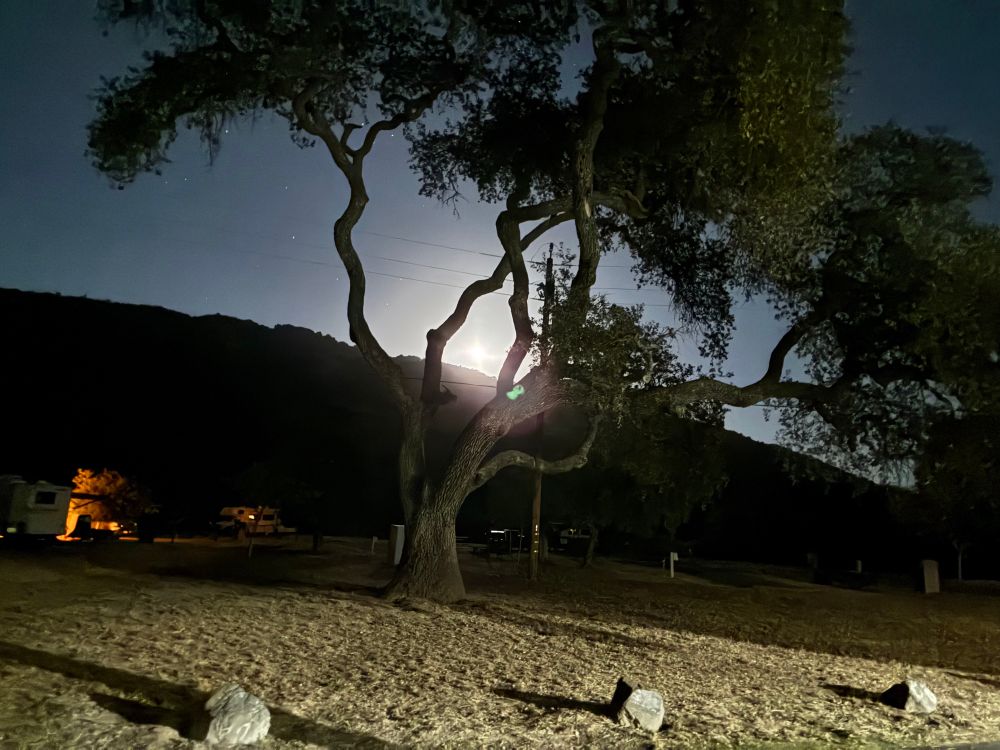 The moon, just past full, as seen through the branches of a gnarled tree.