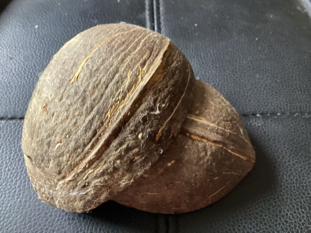Two hollowed out coconut halves - each light enough that they could have individually been carried by single swallows!