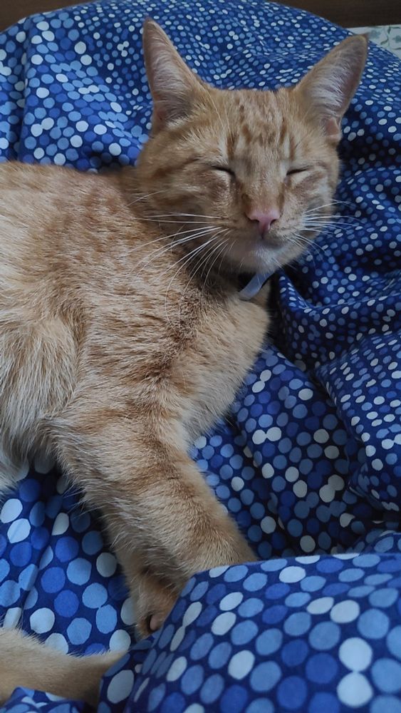 Orange cat sleeping on blue sheets