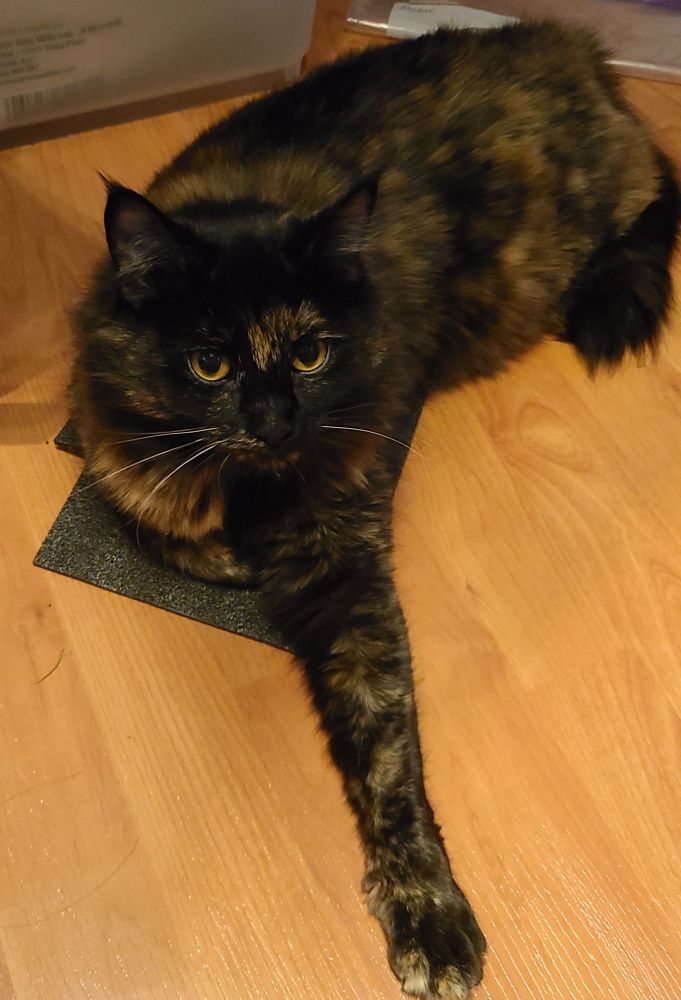 cat sitting on floor
